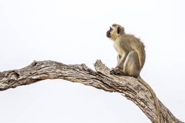 Vervet (Chlorocebus pygerythrus) sur une branche, Kruger, Afrique du Sud (Patrice Correia) - Muzeo.com