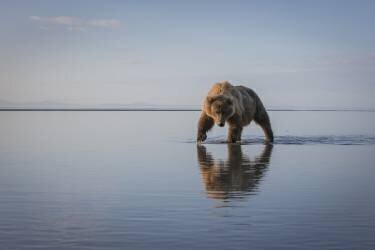 Walking My Walk (Renee Doyle) - Muzeo.com