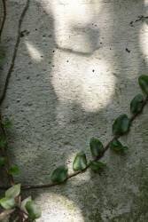 Wall, climbing plant (1x Studio III) - Muzeo.com