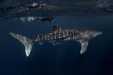 Requin-baleine et chasseur (Young Feng) - Muzeo.com