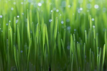 Wheat (Peter Krenek) - Muzeo.com