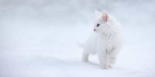 White as Snow (Esmée Prexus) - Muzeo.com