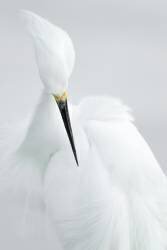 White beauty (Rostislav Kralik) - Muzeo.com