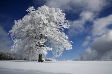 White Windbuche in Black Forest (Nicolas Schumacher) - Muzeo.com