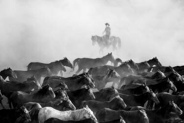 Wild Horses (Durmusceylan) - Muzeo.com