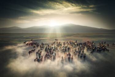 Wild Horses (Cuma Cevik) - Muzeo.com