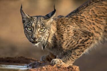 Lynx ibérique sauvage (Xavier Ortega) - Muzeo.com
