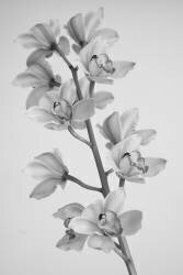 Orchidée sauvage (Igor Mandich) - Muzeo.com