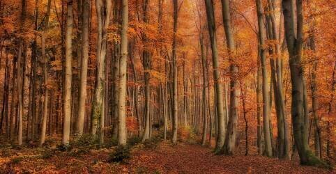 Winter as soon to come (Norbert Maier) - Muzeo.com