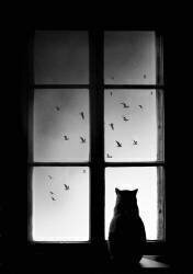 Winter is coming (Mario Pucic) - Muzeo.com