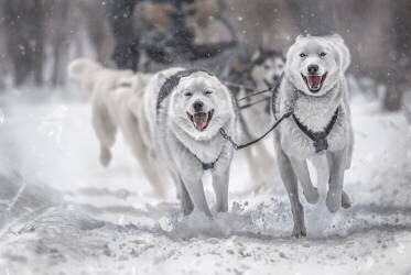 Winter sport (Larry Deng) - Muzeo.com