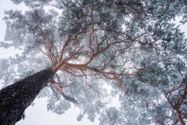 Winter tree lines (Ales Krivec) - Muzeo.com