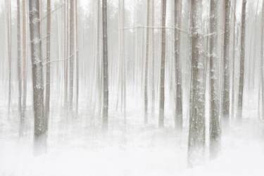 Winterforest in Sweden (Christian Lindsten) - Muzeo.com