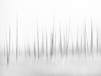 Wintry scenery in Yellowstone (Charles Lai) - Muzeo.com