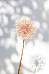 Withered flower, seed house 2 (1x Studio III) - Muzeo.com