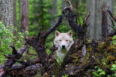 Wolf (Mike Centioli ) - Muzeo.com