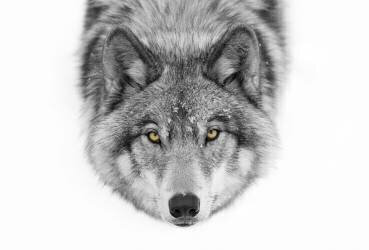 Yellow eyes - Timber Wolf (Jim Cumming) - Muzeo.com