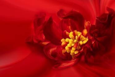 Yellow Stamen (Lydia Jacobs) - Muzeo.com