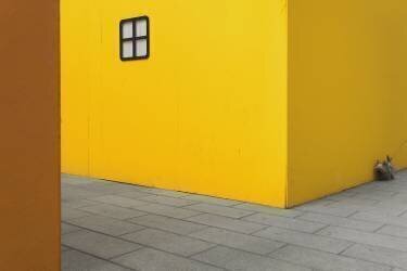 Yellow street dog (Carlo Tonti) - Muzeo.com