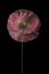 Yet another poppy (Lotte Gronkjar) - Muzeo.com