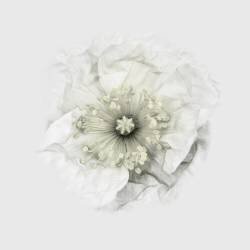 Yet another poppy (Lotte Gronkjar) - Muzeo.com