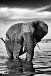 African Elephant crossing the Chobe River - Botswana (Philippe-Alexandre Chevallier) - Muzeo.com