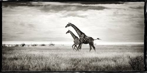 Cross-linked Giraffes in the Savannah of Etosha NP in Namibia (Philippe-Alexandre Chevallier) - Muzeo.com