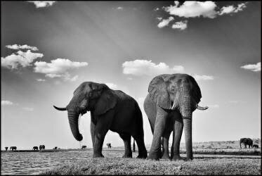 Elephants on the banks of the Chobe River - Botswana (Philippe-Alexandre Chevallier) - Muzeo.com