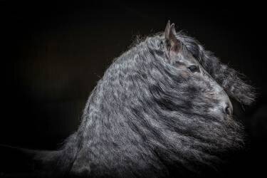 Frisian; Friesian Horse. Portrait of a stallion against a black background (Juniors) - Muzeo.com