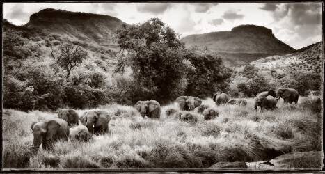 Matriarchal Herd of Elephants in the Klip Valley (Philippe-Alexandre Chevallier) - Muzeo.com