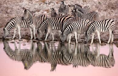 Plains zebras at the waterhole at dawn - Etosha Namibia (Óscar Díez Martínez) - Muzeo.com