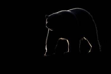Polar bear (Ursus maritimus) walking on the shore against the light, Barter Island, Northern Arctic Circle, Alaska. (Patrick Kientz) - Muzeo.com