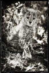 Portrait of a month-old Cheetah in Namibia; Rehabilitation center for felines at 2150 m altitude, managed by Olivier and Alain Houalet (Philippe-Alexandre Chevallier) - Muzeo.com