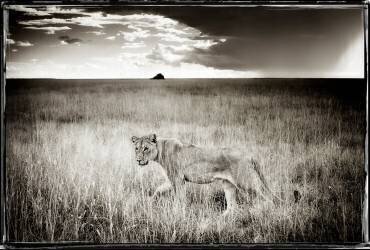 Young lone lioness in Etosha NP Namibia (Philippe-Alexandre Chevallier) - Muzeo.com