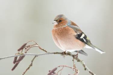 A common chaffin with snow light (Annie Keizer) - Muzeo.com