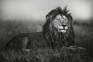 A legend of Masai Mara (Xavier Ortega) - Muzeo.com