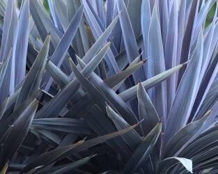 A Little Bit Like Pencils (Robin Wechsler) - Muzeo.com