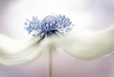 a n e m o n e (Mandy Disher) - Muzeo.com