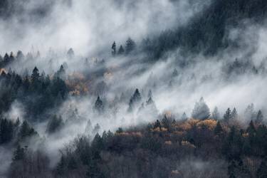 A path of the fog (Tomomi Yamada) - Muzeo.com