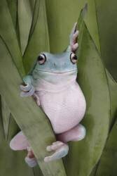 A Whites Tree Frogs Pose (Linda D Lester) - Muzeo.com