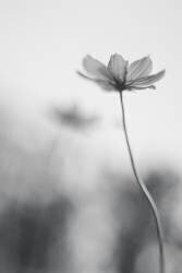 An ordinary dream (Udayan Ghosh) - Muzeo.com