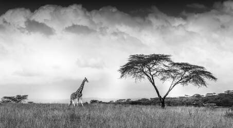 And I dreamed of Africa (Jeffrey C. Sink) - Muzeo.com