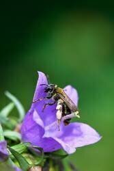 Andrena on Campanula flower (Stéphane Vitzthum) - Muzeo.com