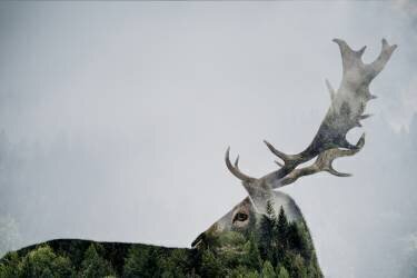 Antler Double-exposed (Angyalosi Beata) - Muzeo.com