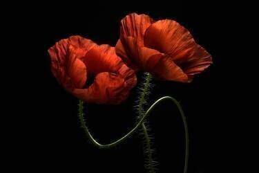 Around Midnight (Lenka) - Muzeo.com