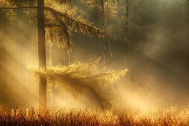 Autumn light (Maurice Mies) - Muzeo.com