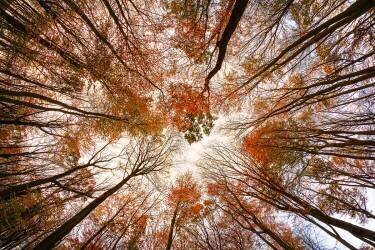 Autumn Trees (Michael) - Muzeo.com