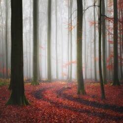 Autumnal Tracks (Carsten Meyerdierks) - Muzeo.com