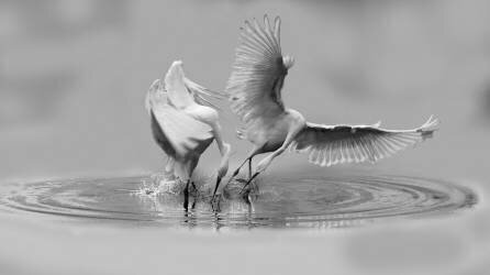 Ballet (Hong Yin) - Muzeo.com