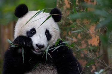 Bamboo Time (Alessandro Catta) - Muzeo.com